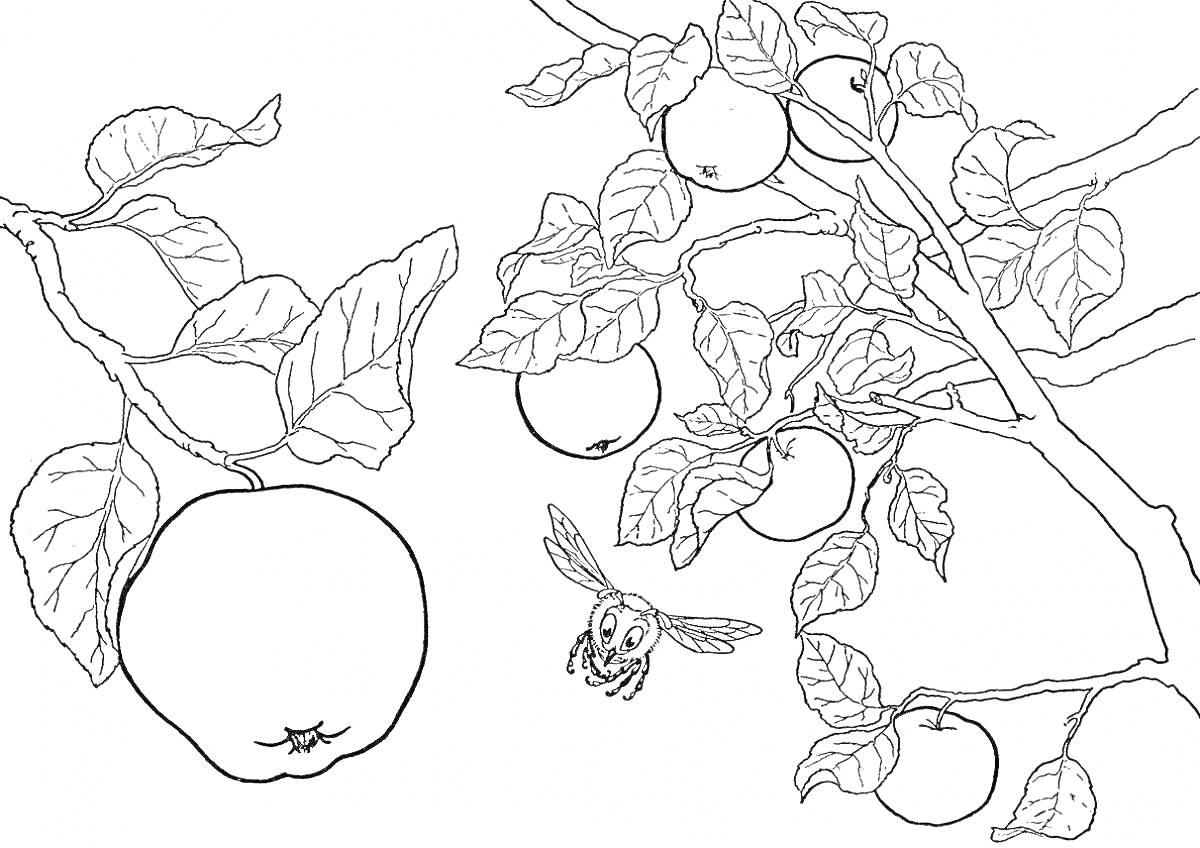На раскраске изображено: Яблоня, Листья, Природа, Насекомое