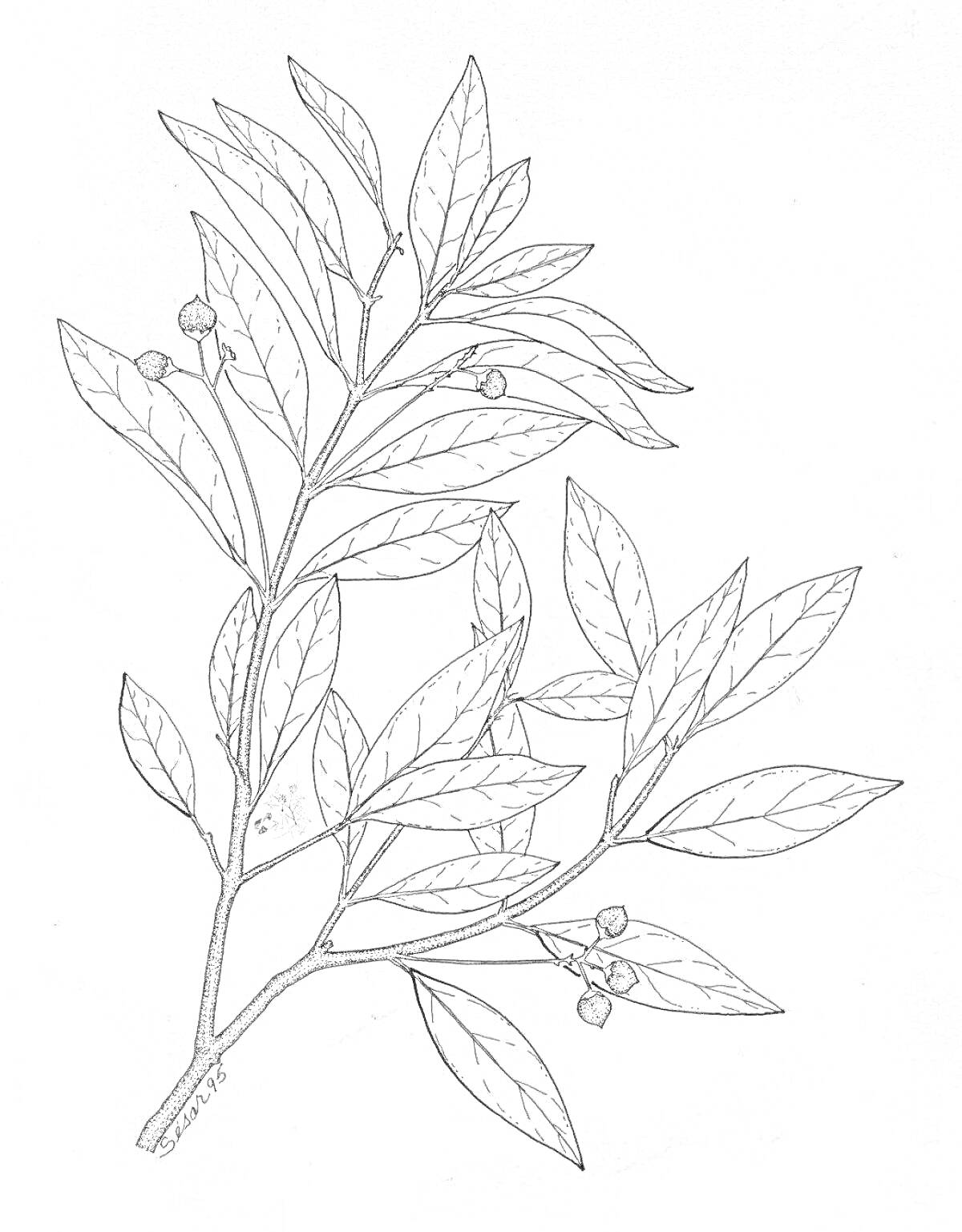 Раскраска Ветвь эвкалипта с листьями и ягодами