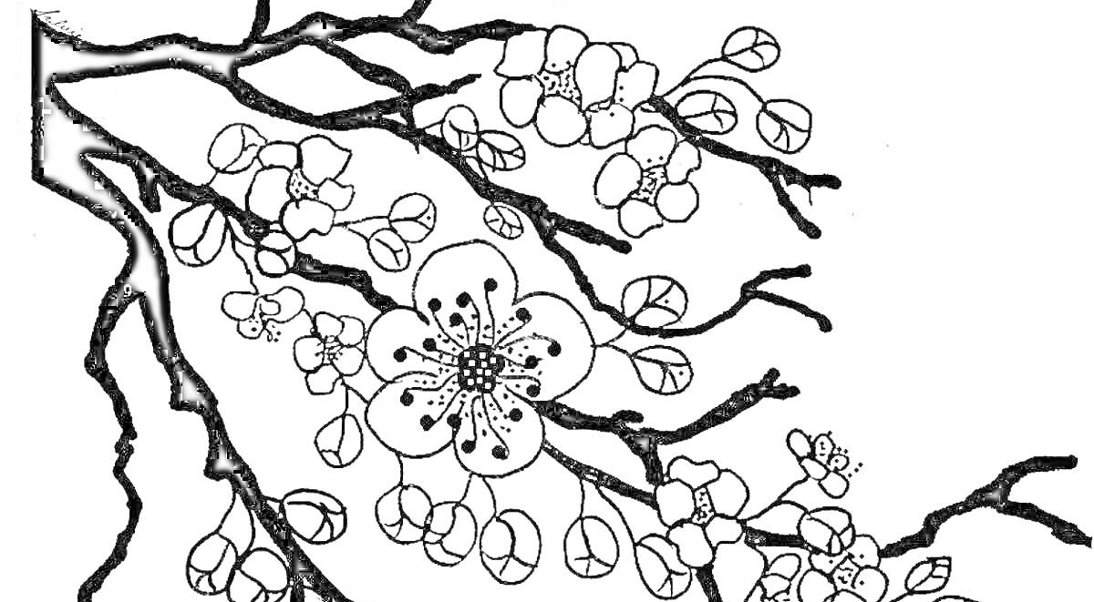 На раскраске изображено: Сакура, Цветы, Япония, Природа, Цветение