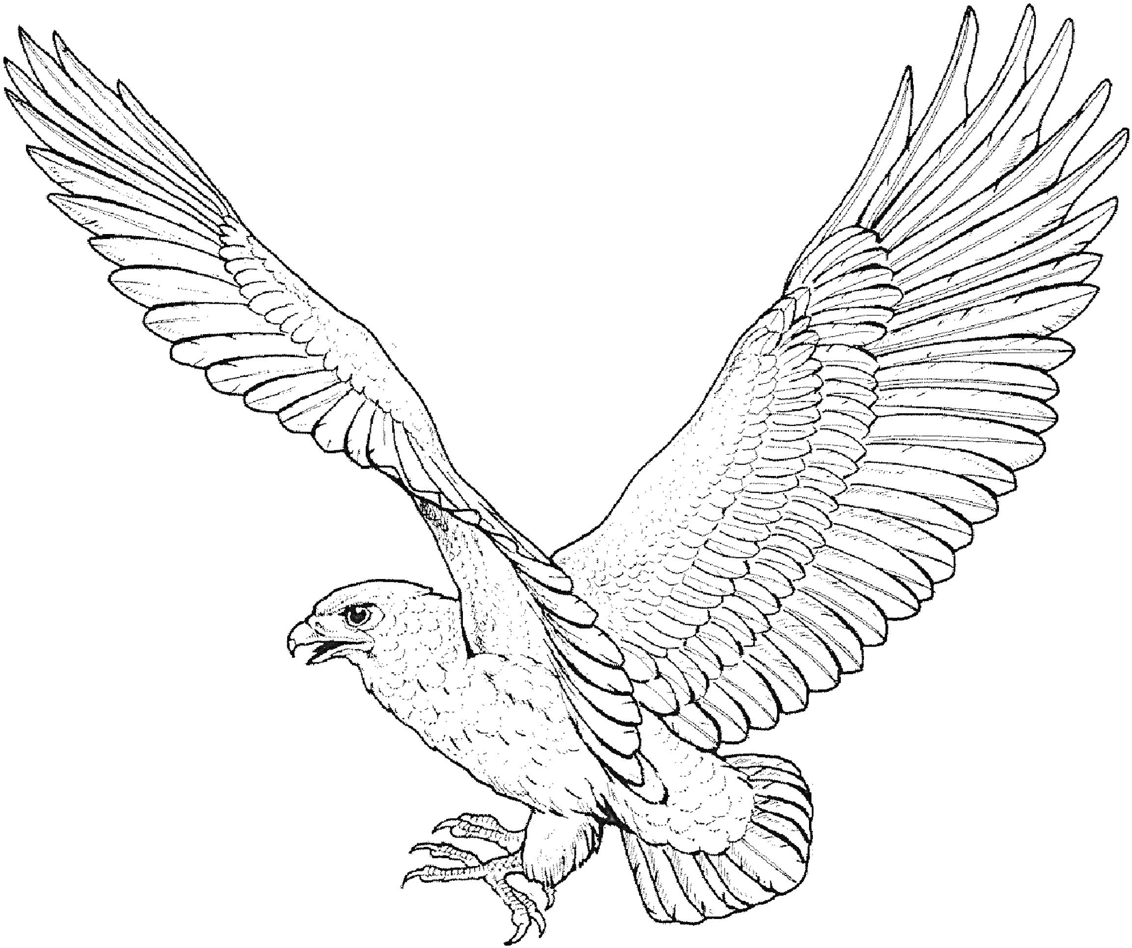 Раскраска Орёл с распростёртыми крыльями