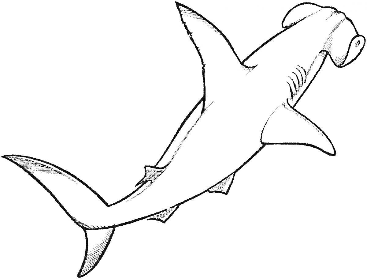 Раскраска Черно-белая раскраска с изображением акулы-молот