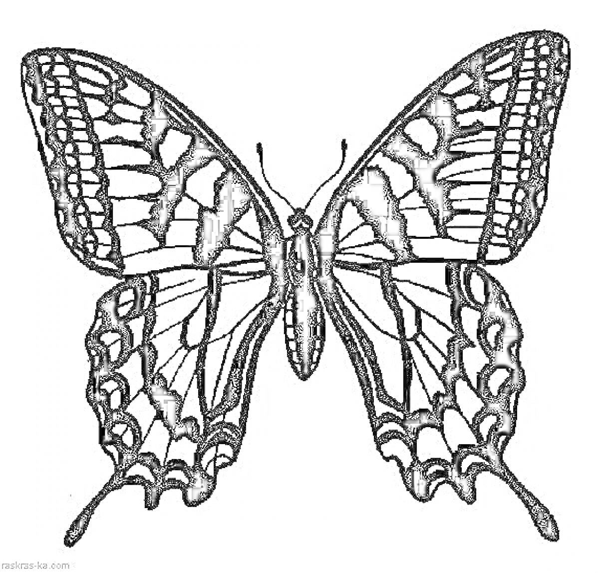 Раскраска Контурное изображение бабочки махаон с расправленными крыльями