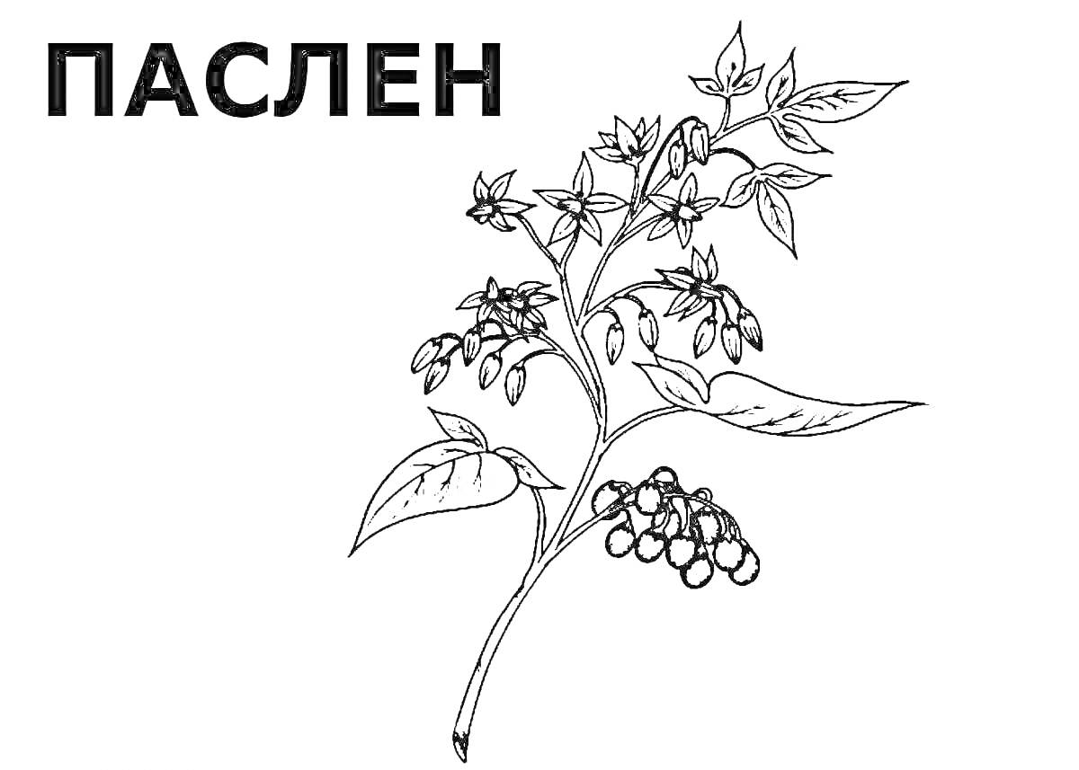 Раскраска Паслен с цветами, ягодами и листьями