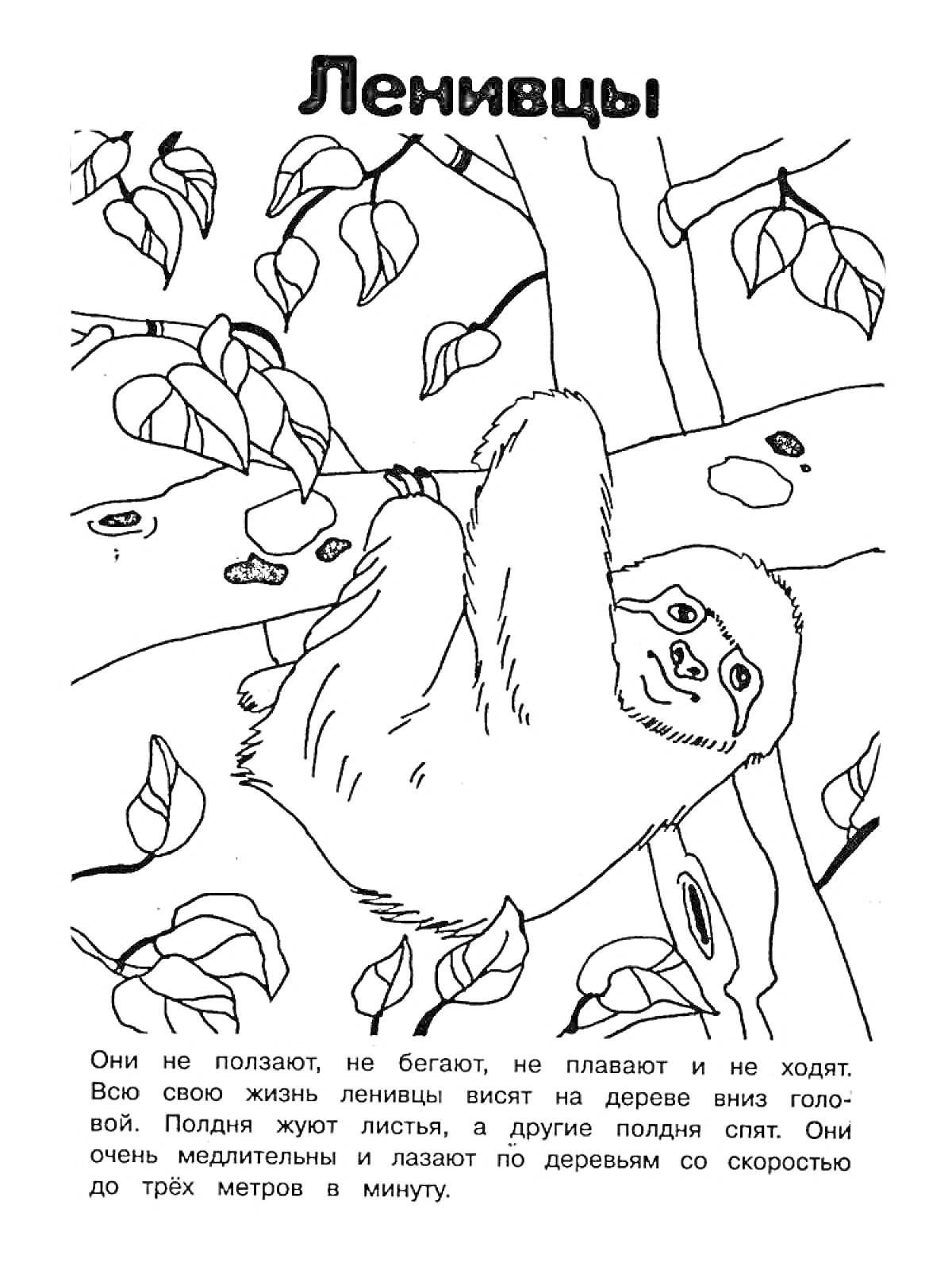 Раскраска Ленивец на дереве с листьями