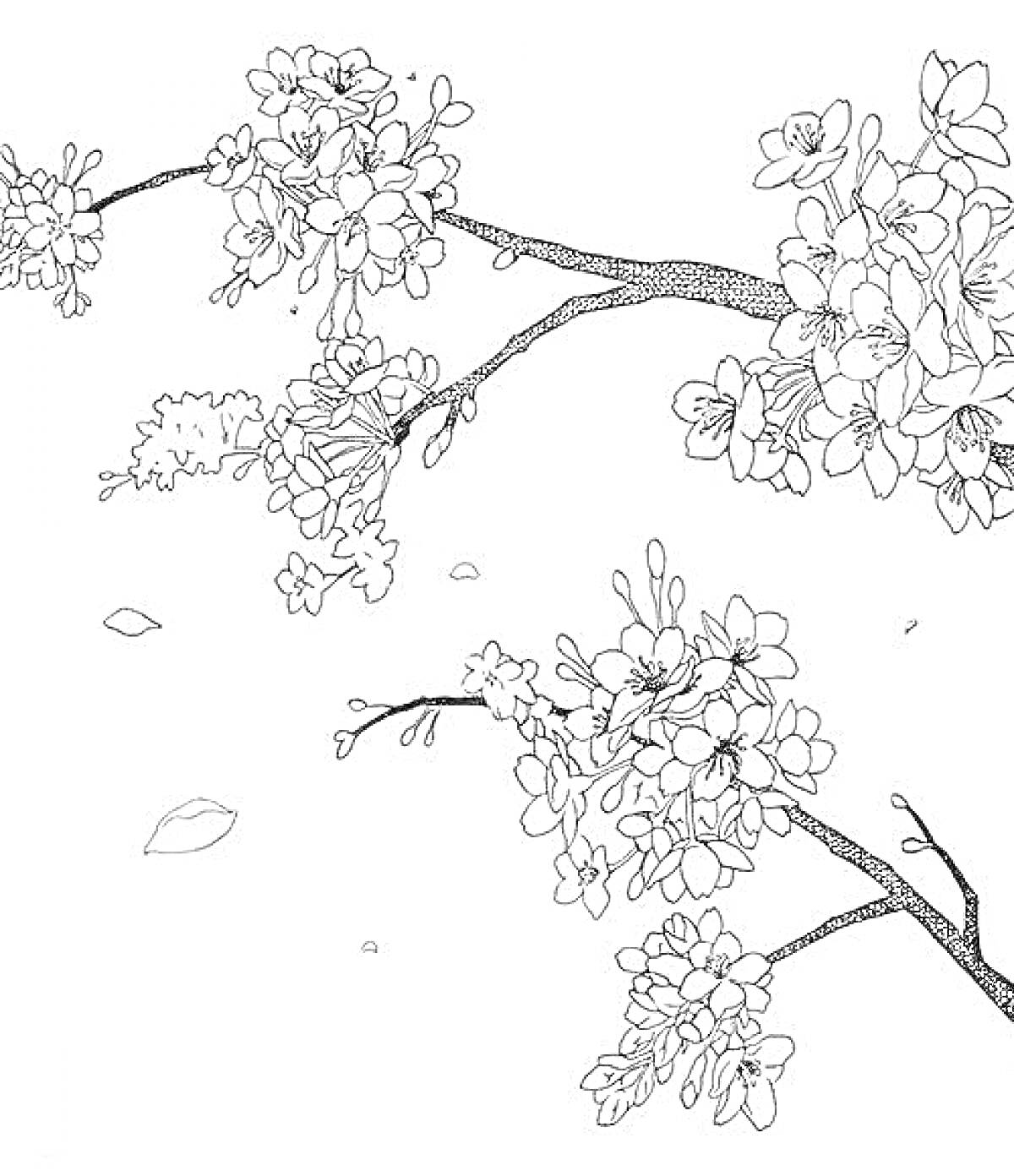 Раскраска Ветви сакуры с цветами и опавшими лепестками