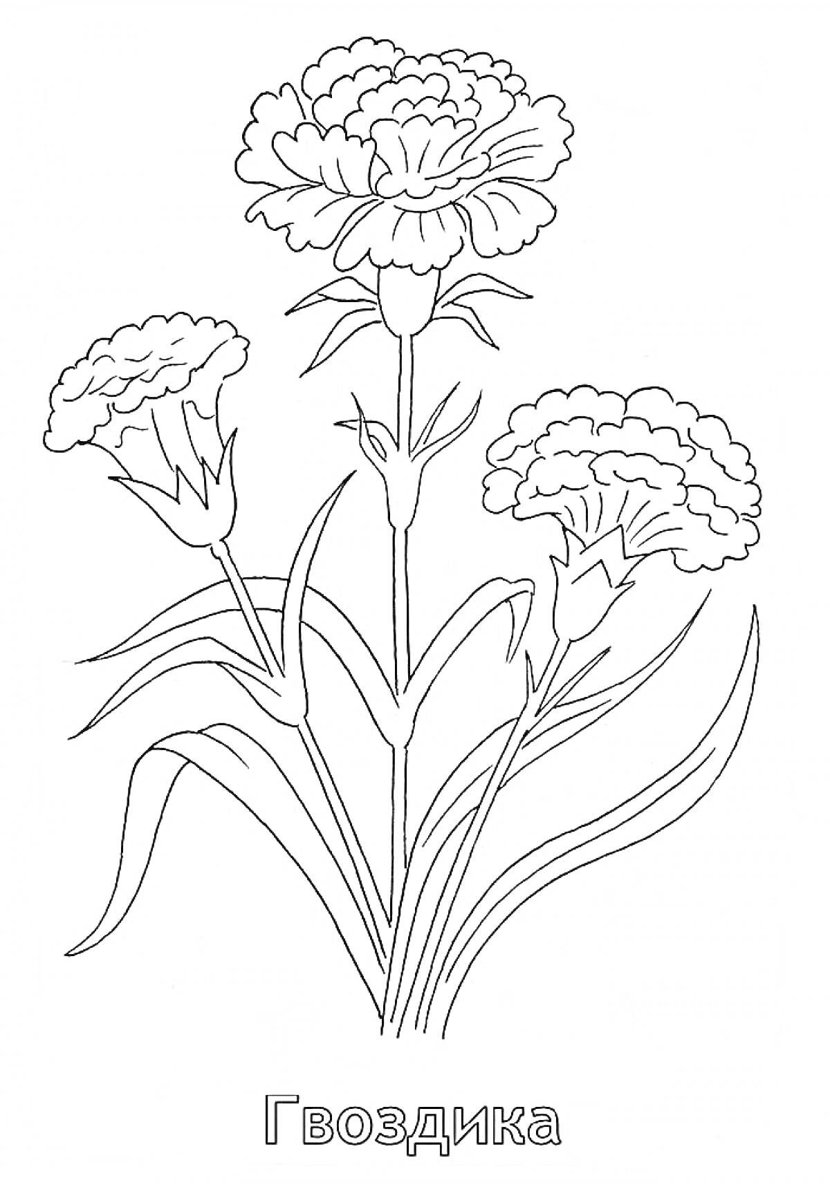 На раскраске изображено: Гвоздика, Цветы, Листья, Цветочный узор, Стебель, Бутон