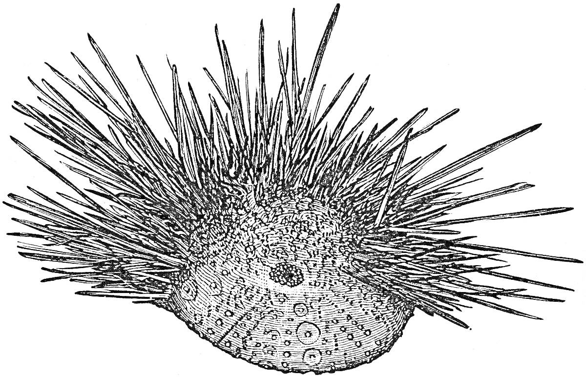 Морской еж с длинными иглами