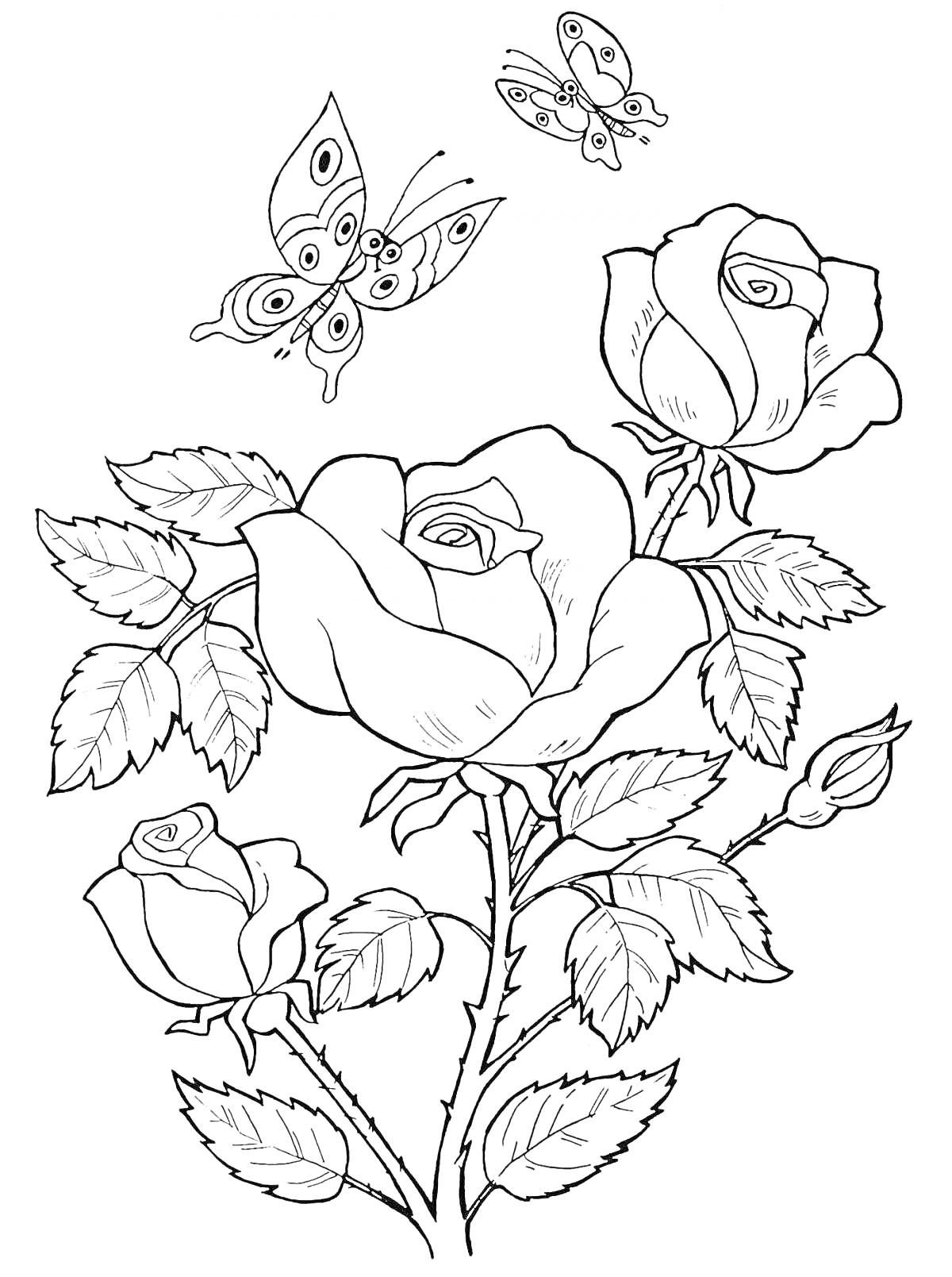 На раскраске изображено: Розы, Цветы, Бабочка, Листья, Бутон, Контурные рисунки