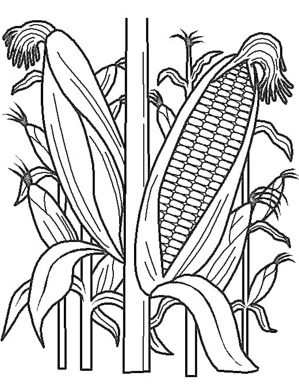 Раскраска Кукуруза в стадии роста с початками и листьями