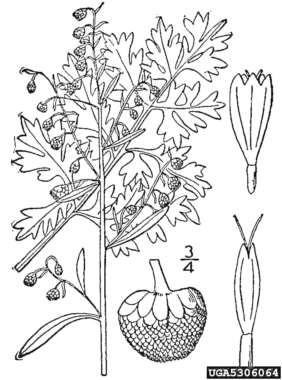На раскраске изображено: Полынь, Ботаника, Листья, Цветы, Плоды, Иллюстрация, Трава