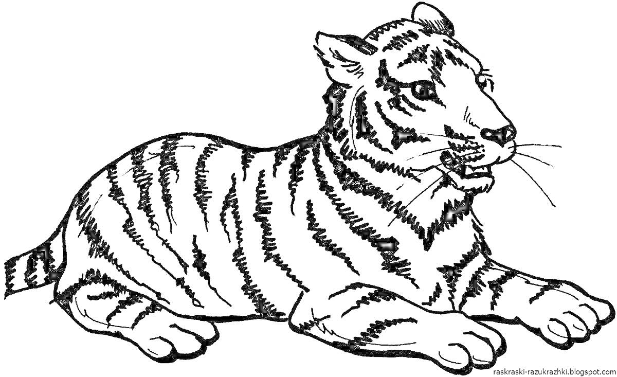 На раскраске изображено: Тигр, Животные, Пасть, Для малышей, Для детей, Полосы, Хищники