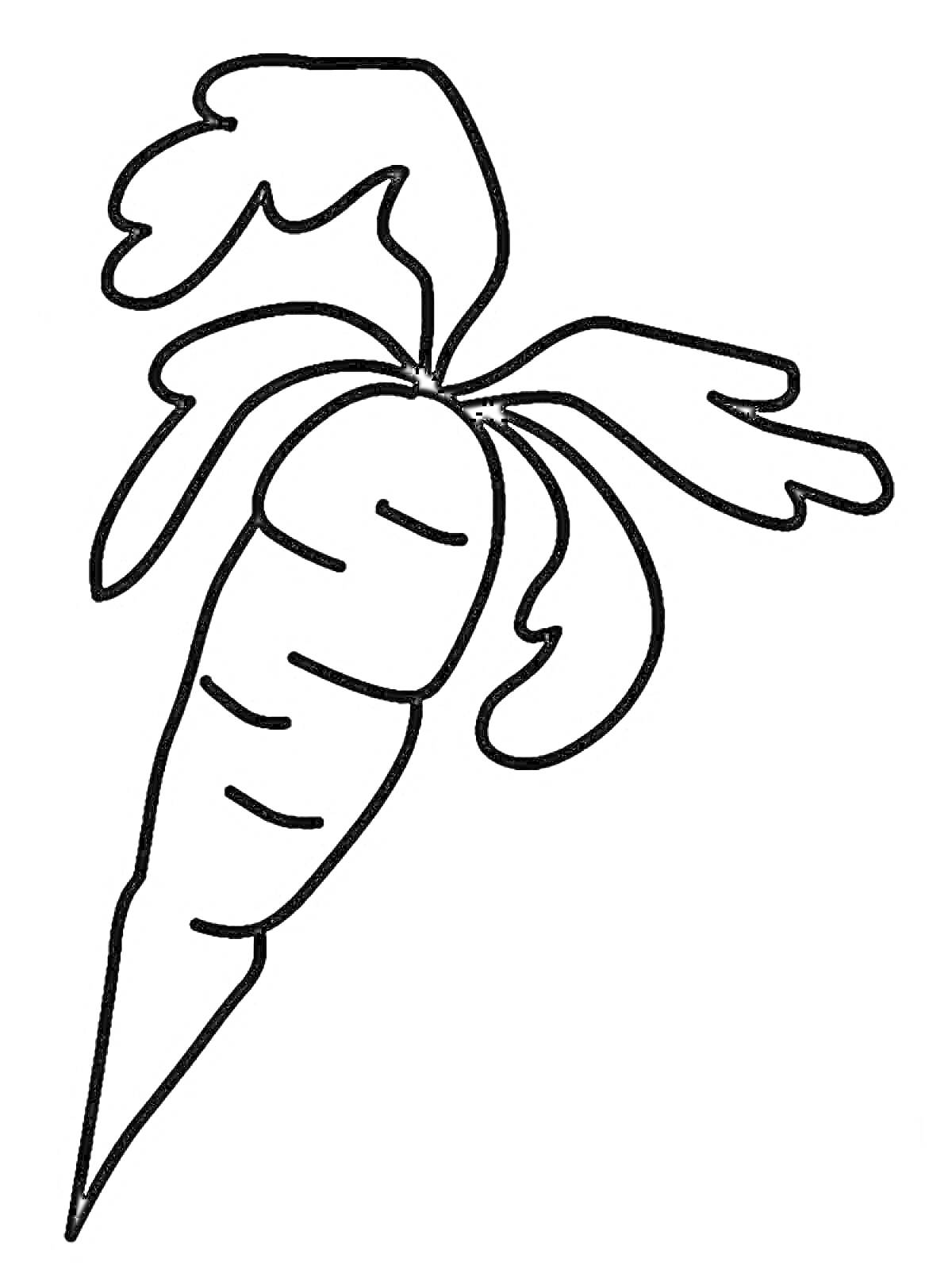 На раскраске изображено: Морковь, Ботва, Простая, Корнеплод, Растения, Контурные рисунки, Овощи