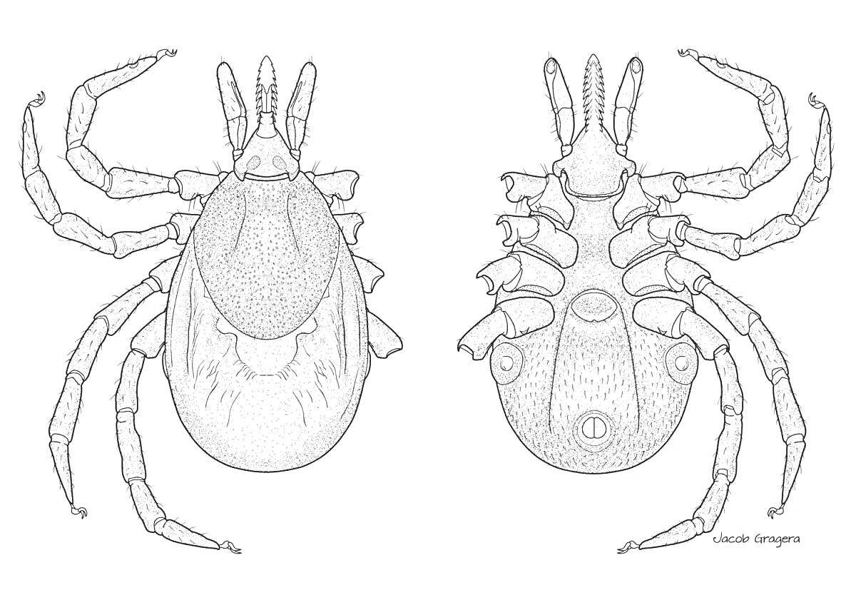 Раскраска Изображение клеща с видами сверху и снизу, детализированные части тела