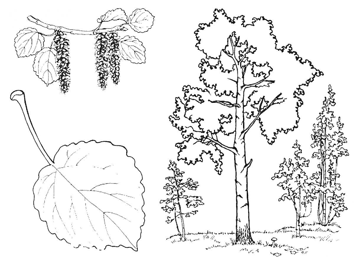 Раскраска Ветвь с серёжками и листьями осины, лист осины, деревья осины