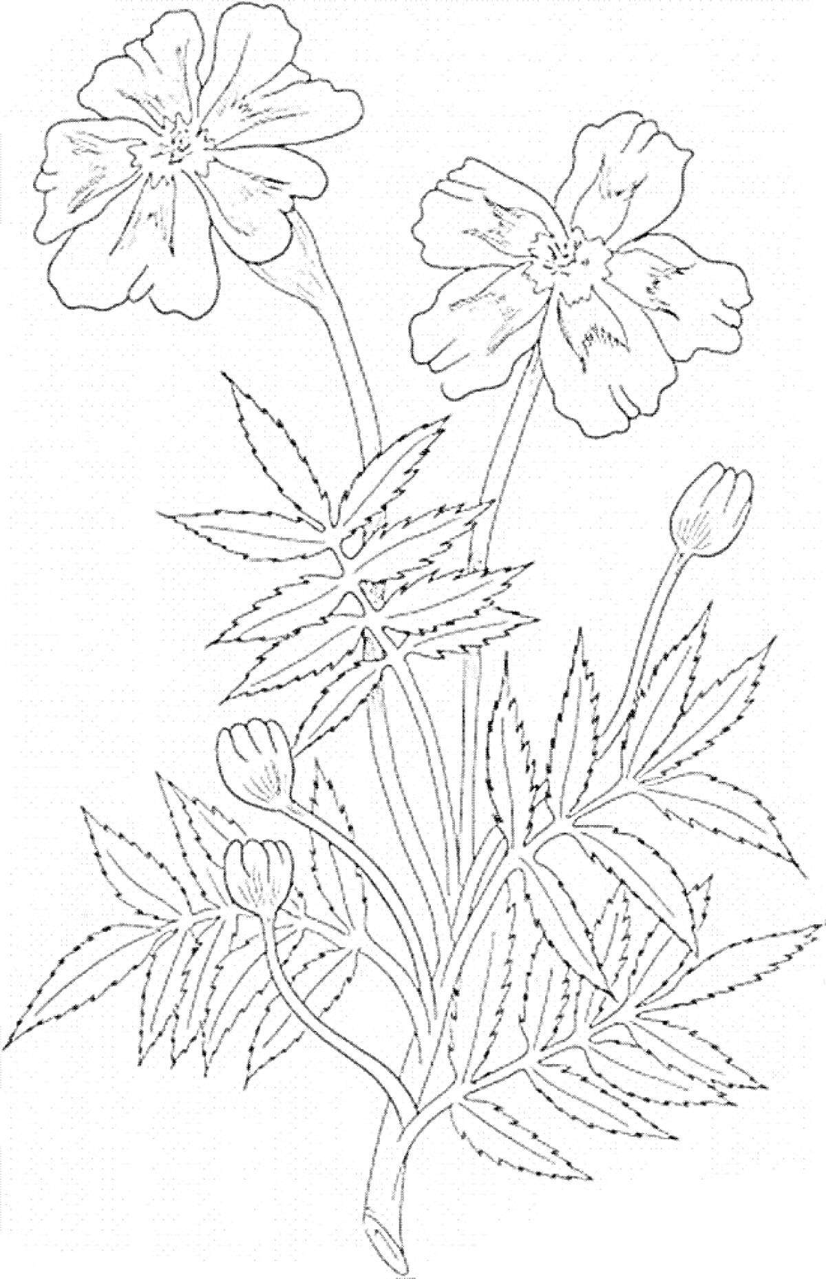 Раскраска Рисунок с цветами бархатцев, листьями и нераскрытыми бутонами