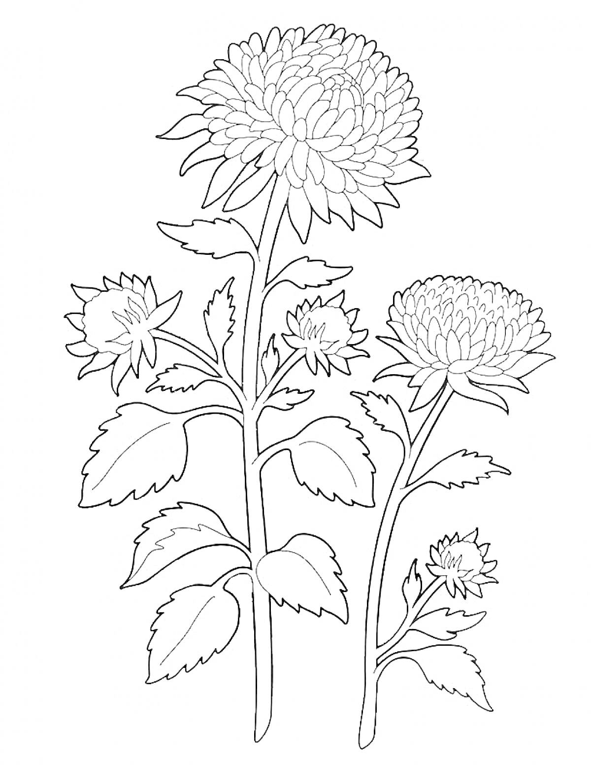 Раскраска Две ветки астр с большими и маленькими цветками и листьями