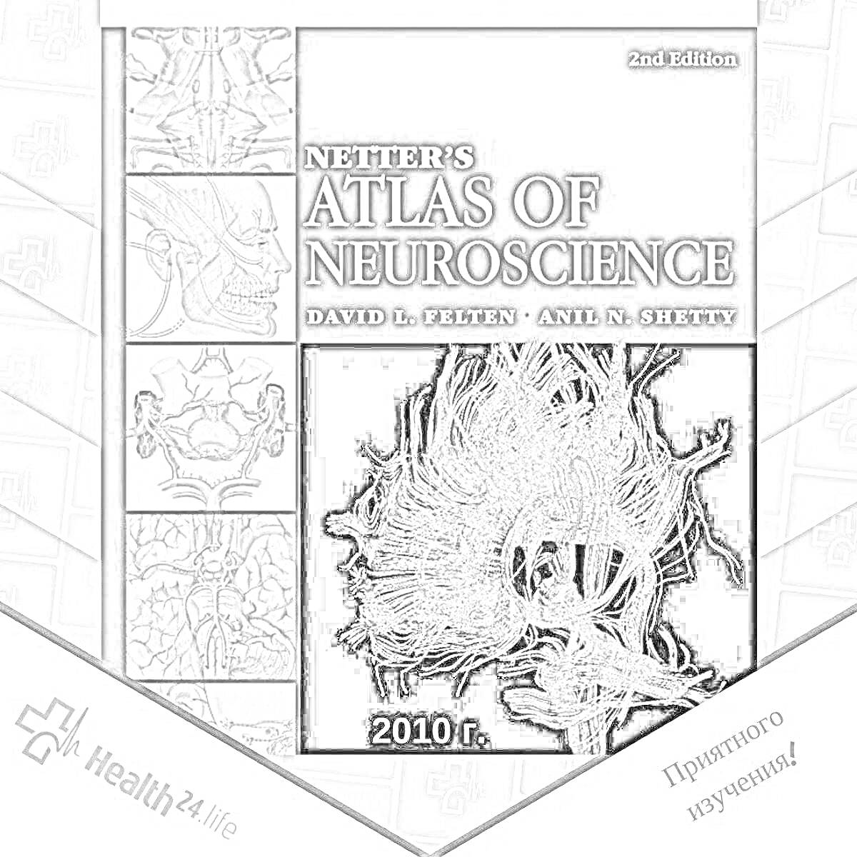 На раскраске изображено: Атлас, Неттер, 2010, Анатомия, Нервная система, Здоровье, Обучение