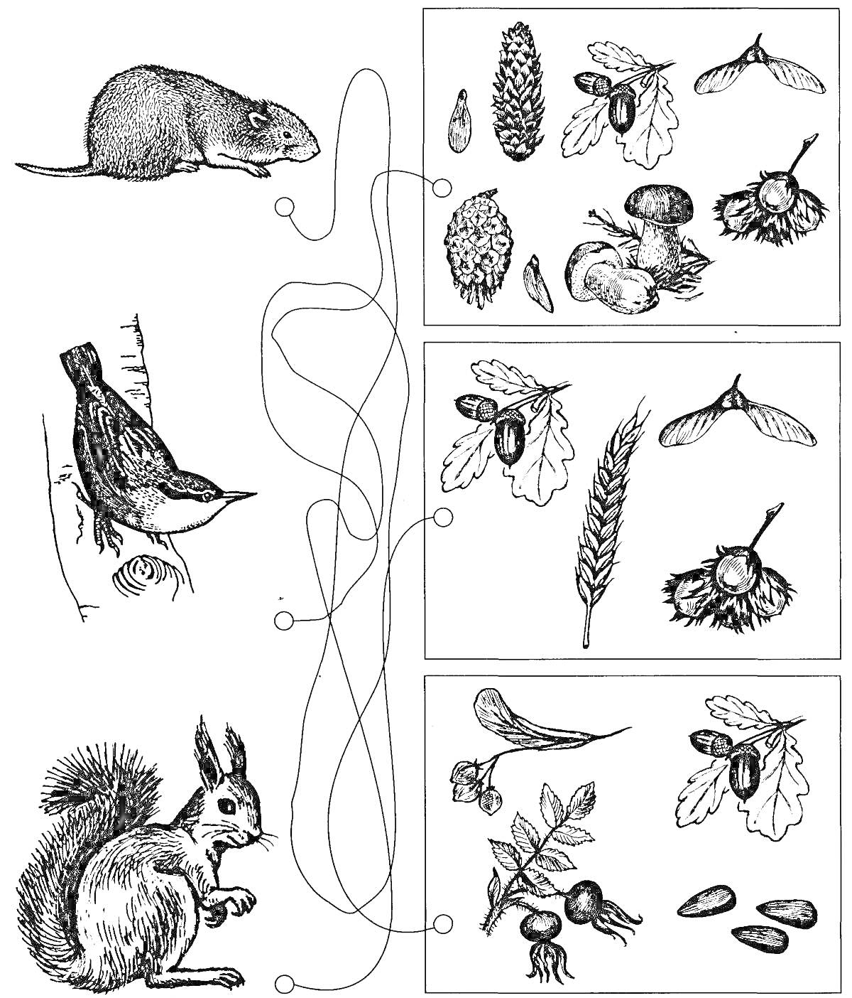 Раскраска где живет мышь, птица и белка; семена, желудь, грибы, еловая шишка, колос, орехи, рябина