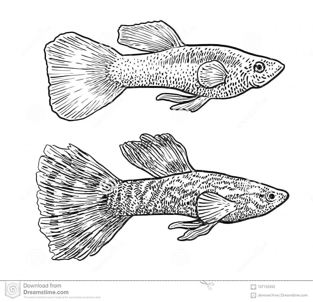 На раскраске изображено: Две рыбки, Большой хвост, Контурные рисунки