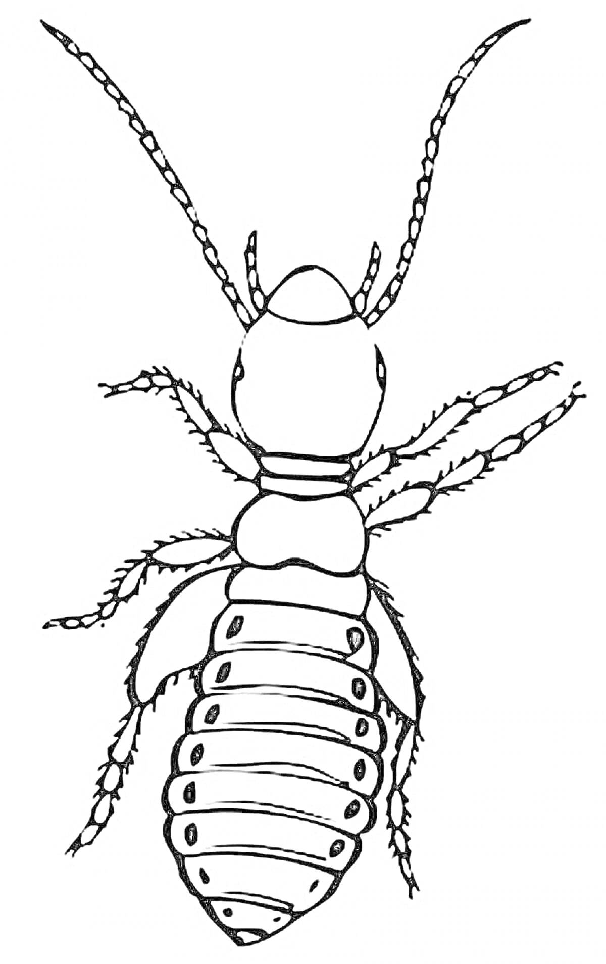 Форма блохи с длинными усиками и сегментированным телом