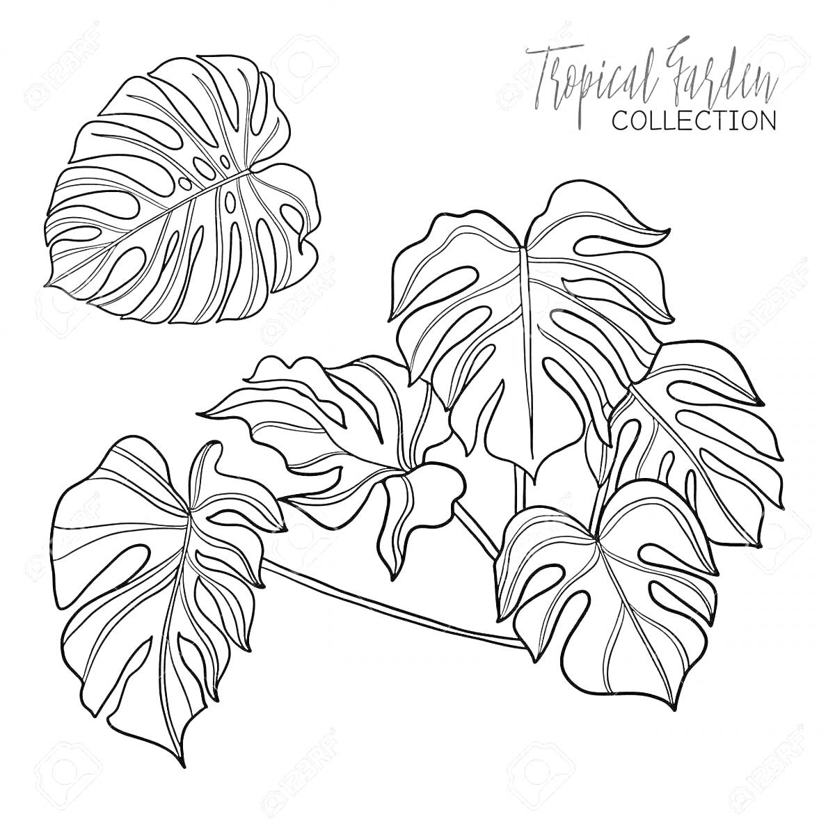 Раскраска Листья монстеры из коллекции тропического сада
