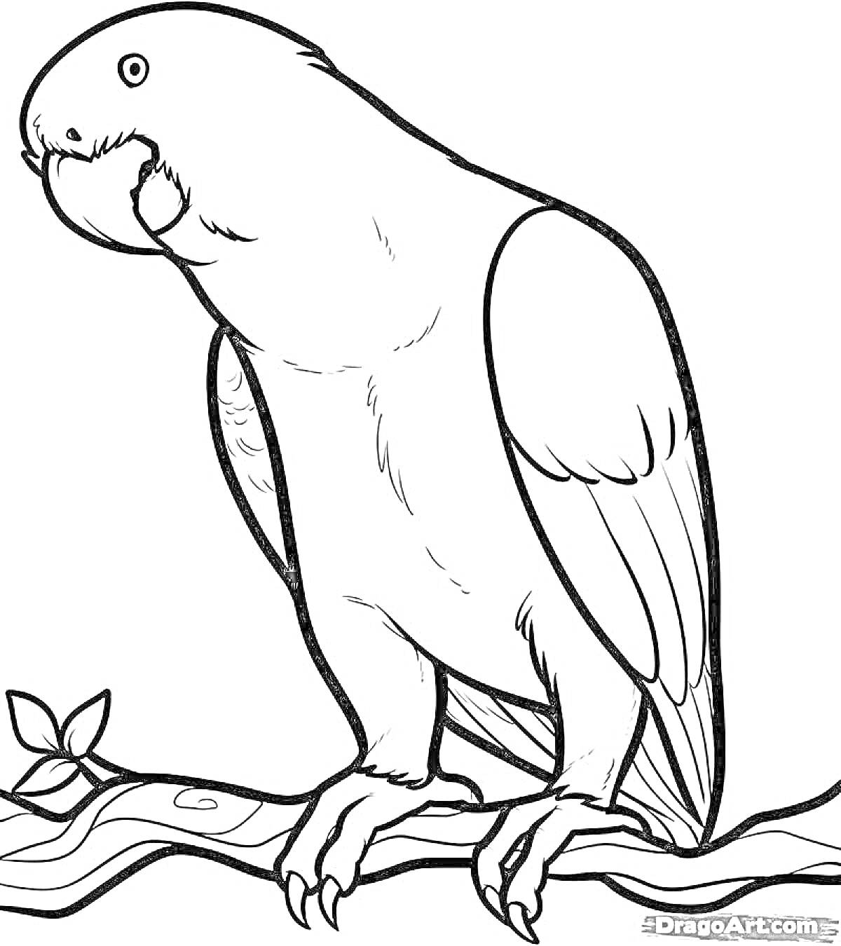 Раскраска Попугай сидящий на ветке