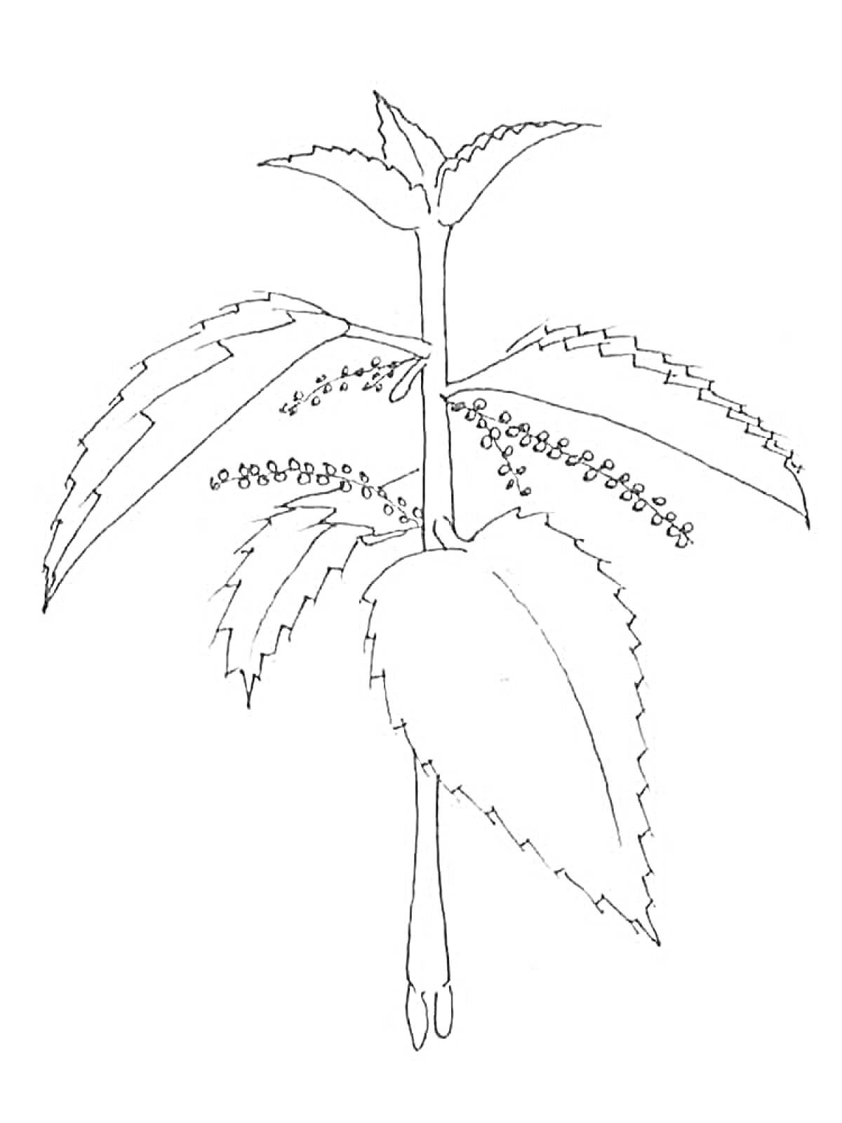 Рисунок крапивы с листьями и цветами