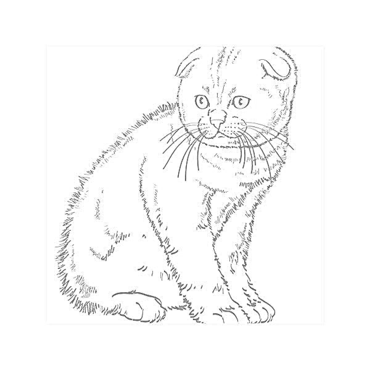 Раскраска Раскраска вислоухого котенка с большими глазами
