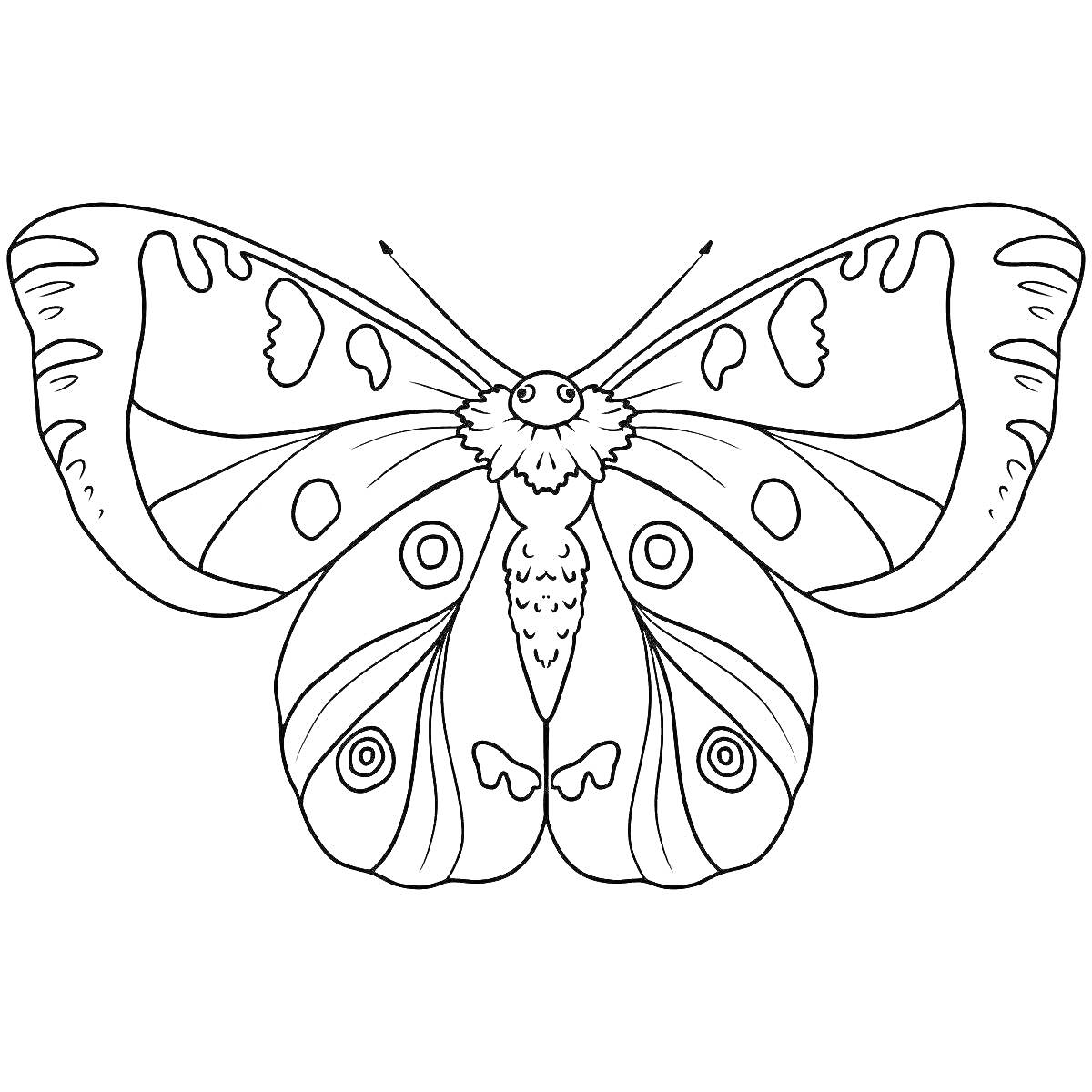 На раскраске изображено: Бабочка, Крылья