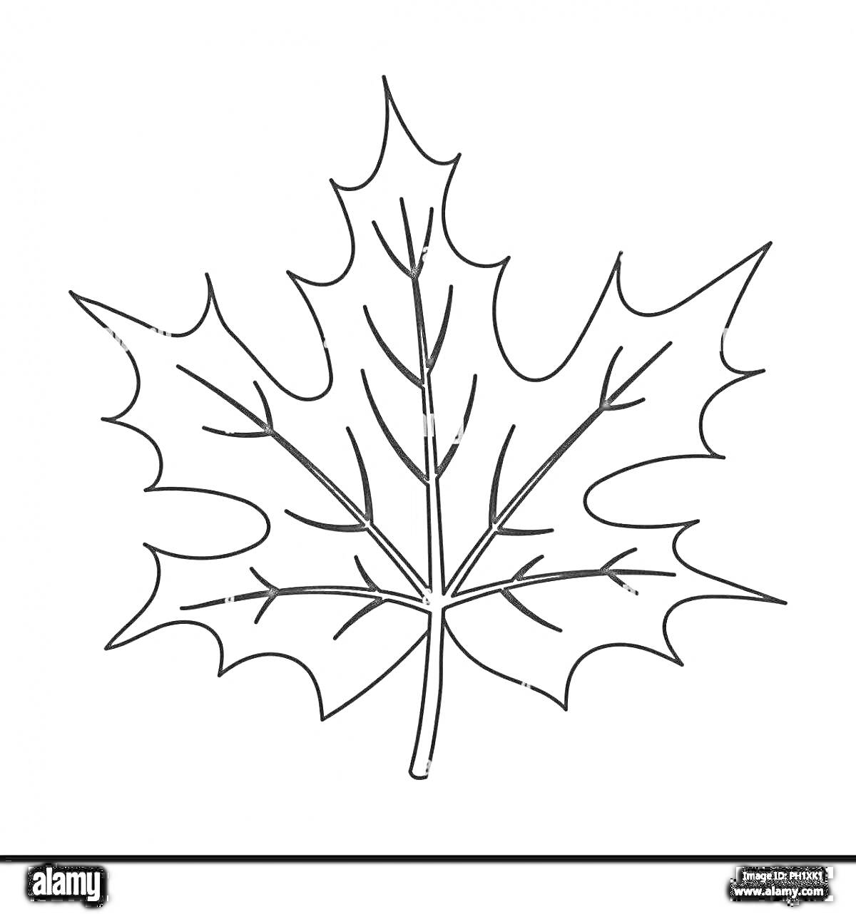 Раскраска Лист клена с прожилками для раскрашивания