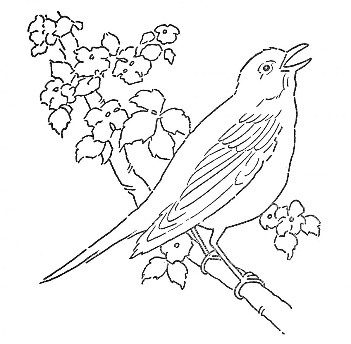 На раскраске изображено: Птица, Ветка, Цветы, Пение, Природа