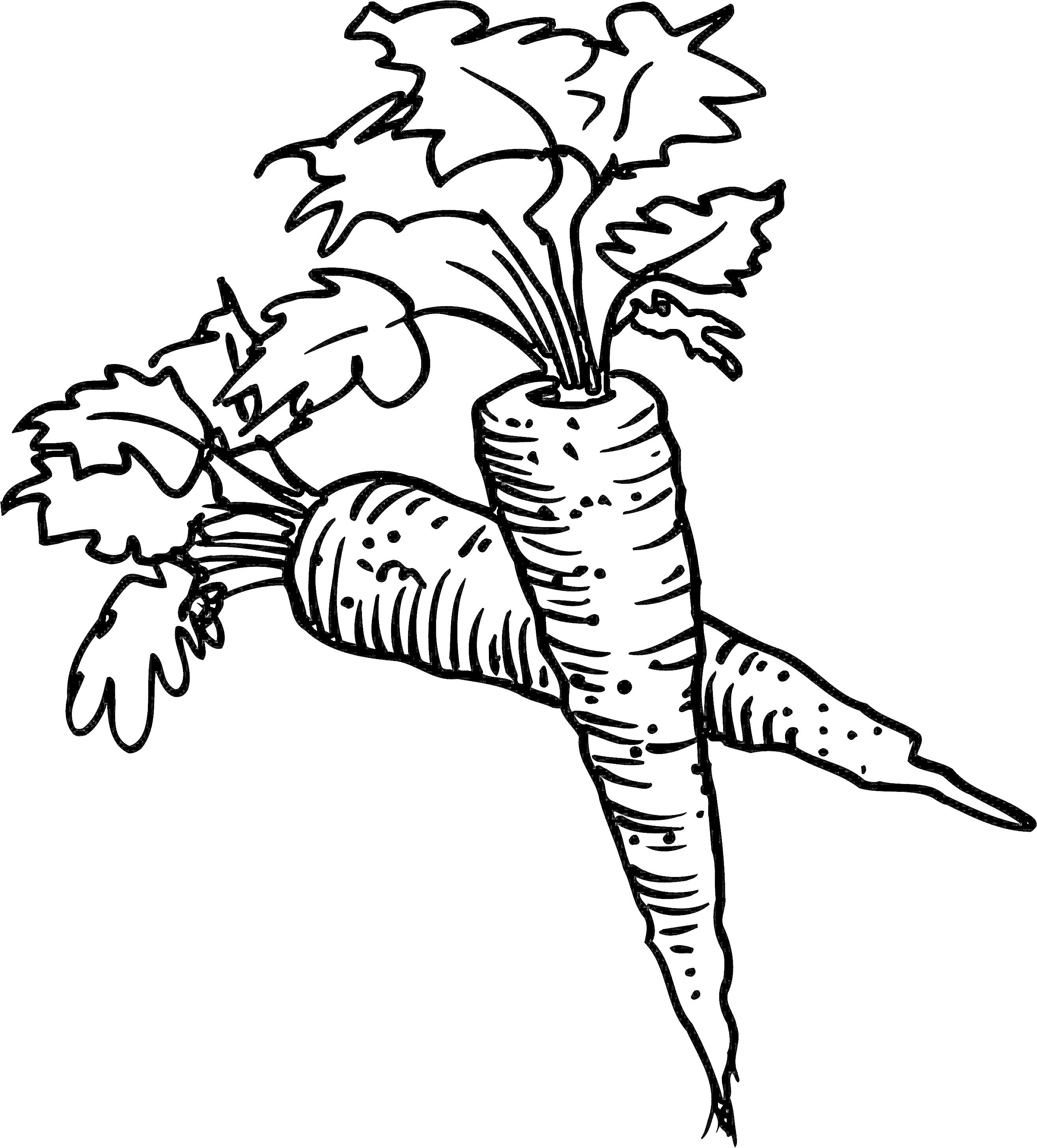 На раскраске изображено: Морковь, Листья, Овощи, Природа, Еда, Сельское хозяйство, Контурные рисунки
