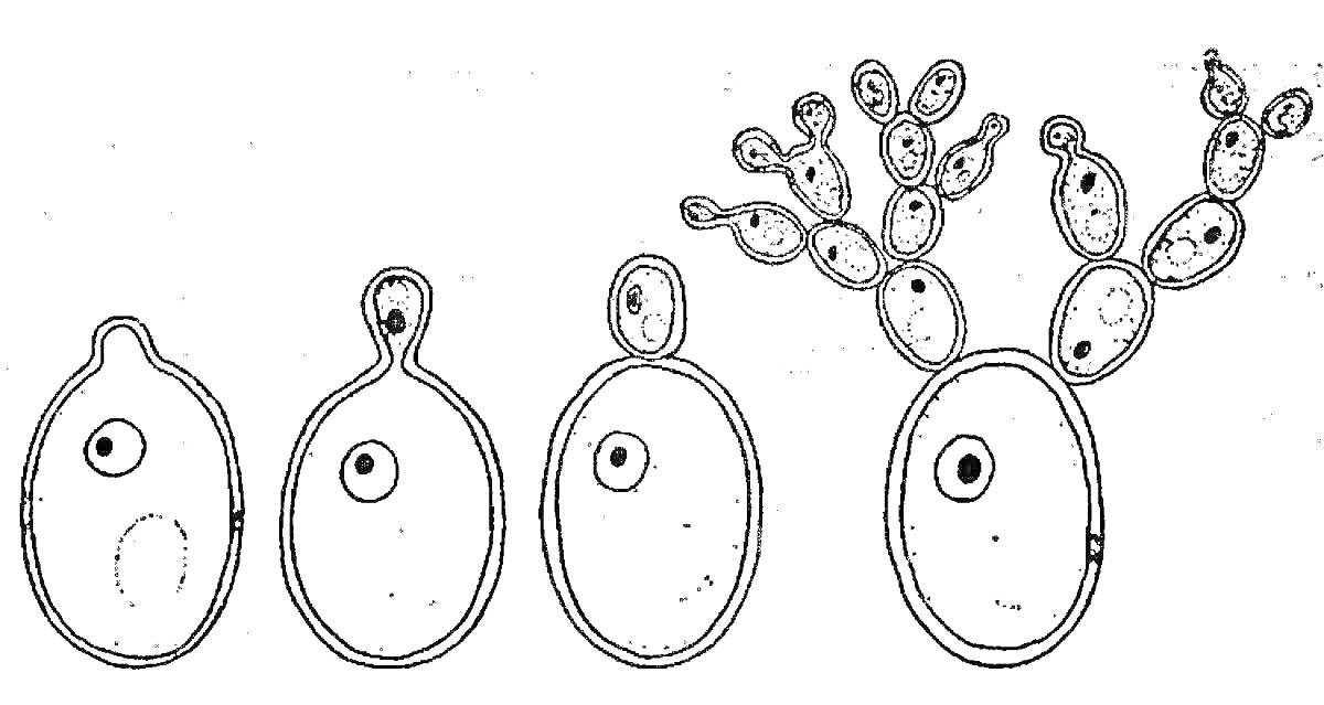 Раскраска Рост и размножение дрожжей: стадии почкования