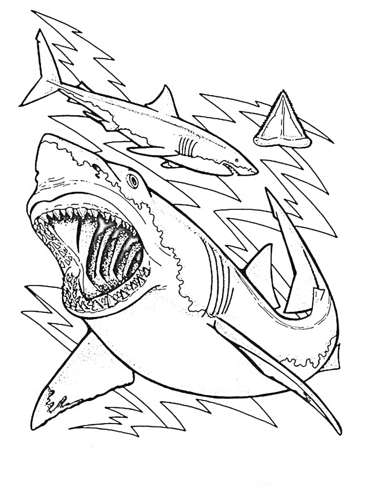 Раскраска большая акула с открытой пастью, маленькая акула и плавник на заднем плане, зубчатые линии вокруг