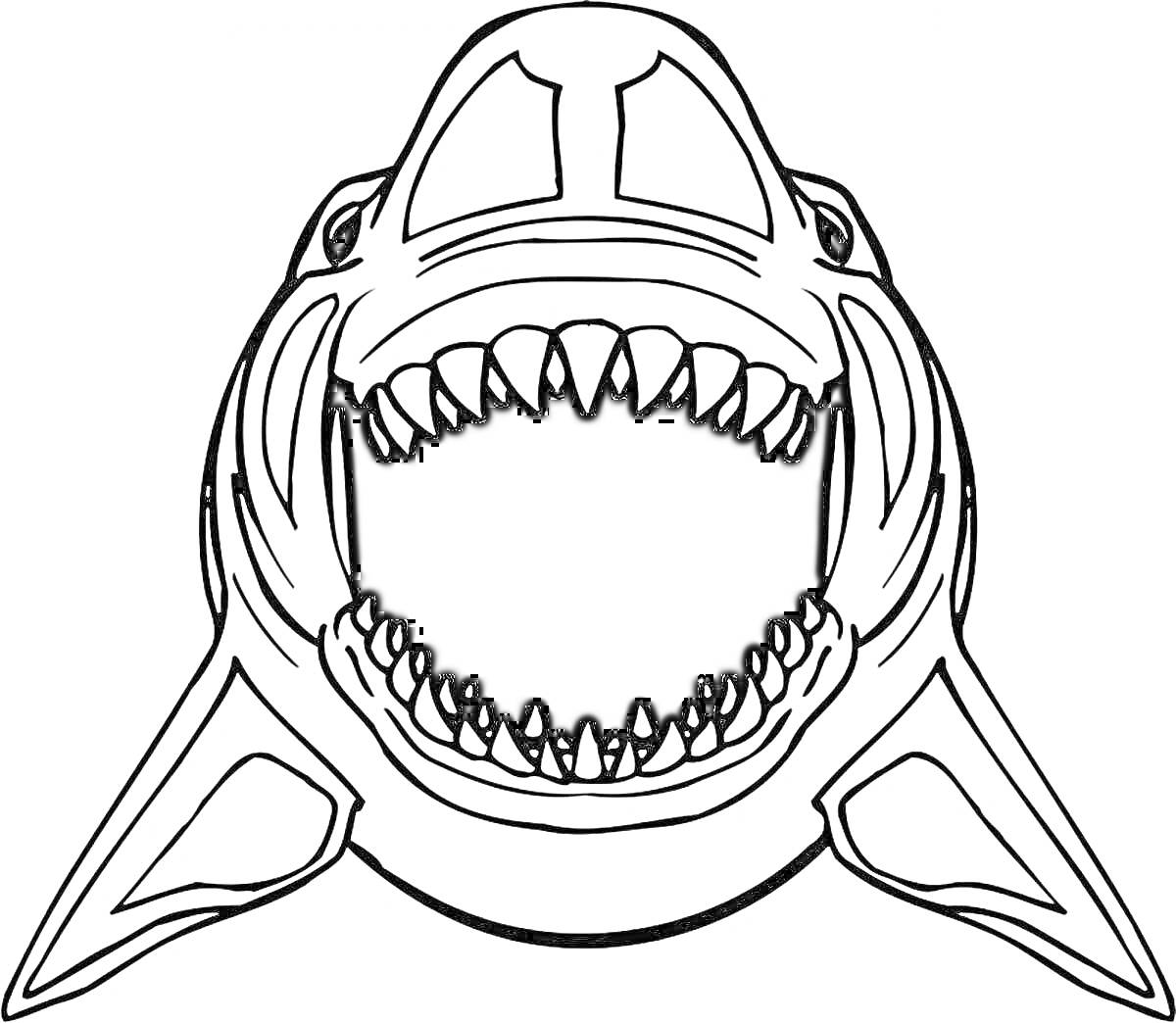 Раскраска Акула с широко открытой пастью и острыми зубами