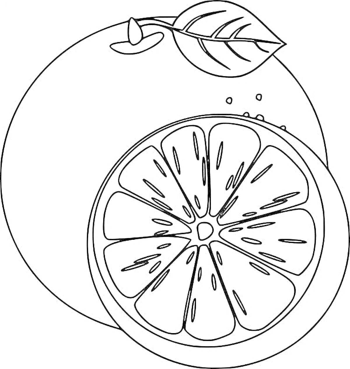 Раскраска Грейпфрут с листом, целый и половинка с дольками