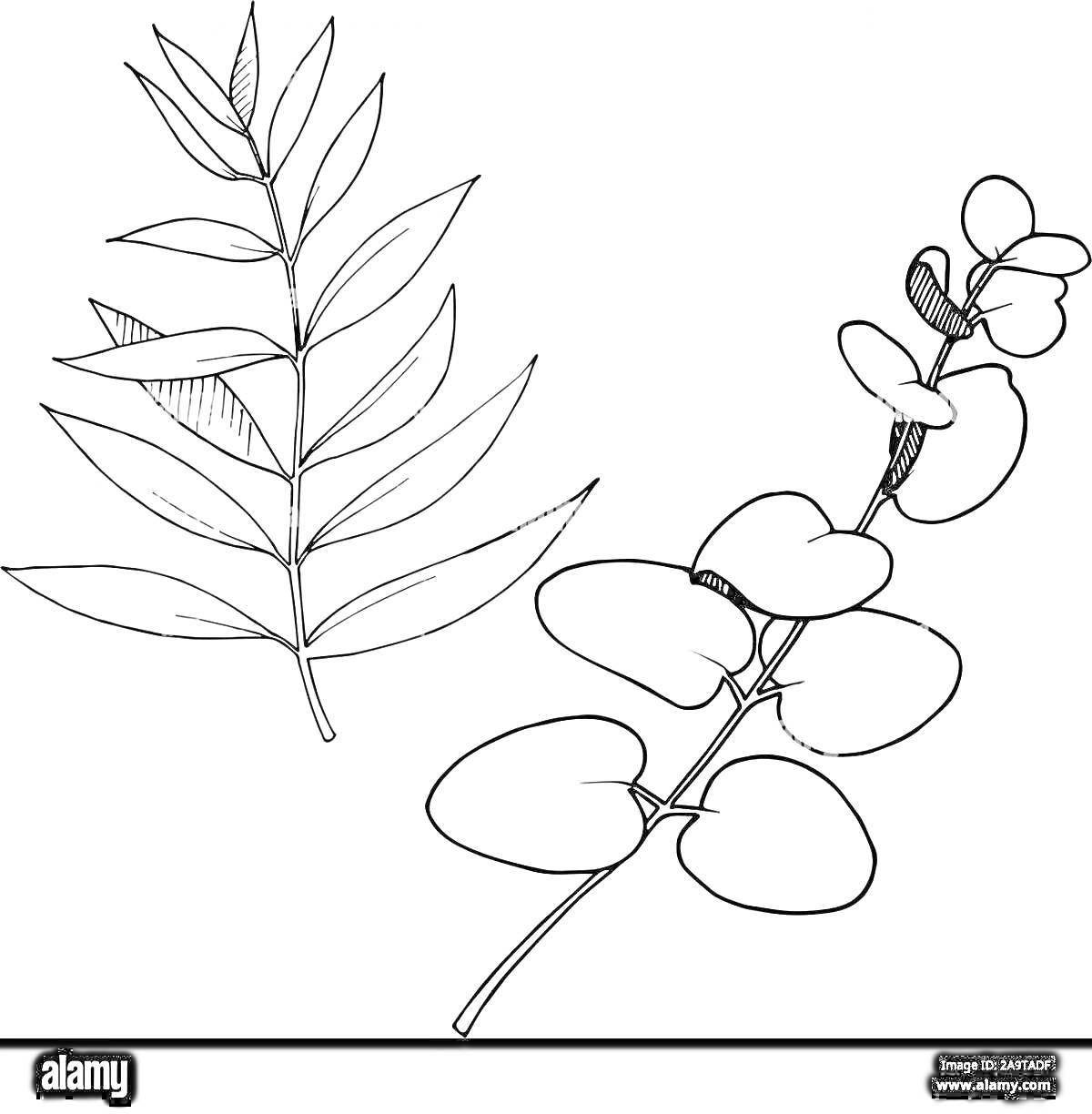 Раскраска Эвкалипт - Ветви с овальными и ланцетными листьями
