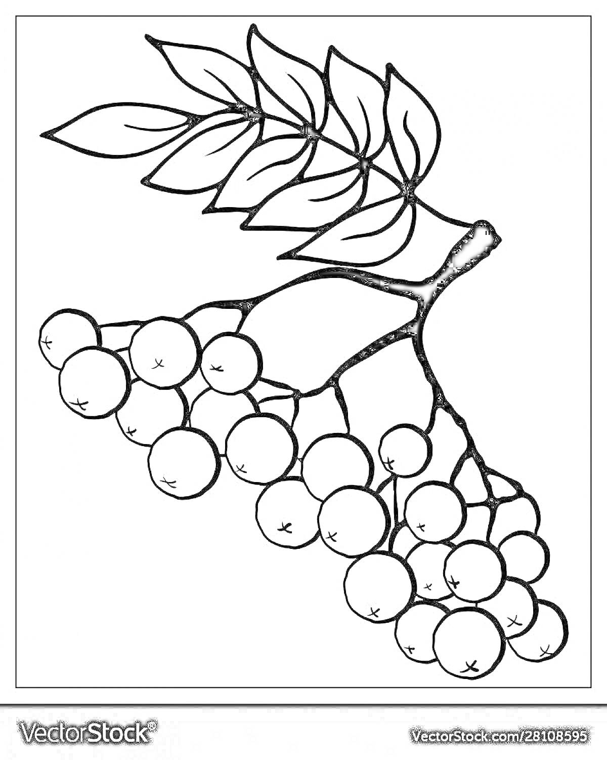 На раскраске изображено: Ветка, Рябина, Листья, Ягоды, Природа, Осень, Плоды