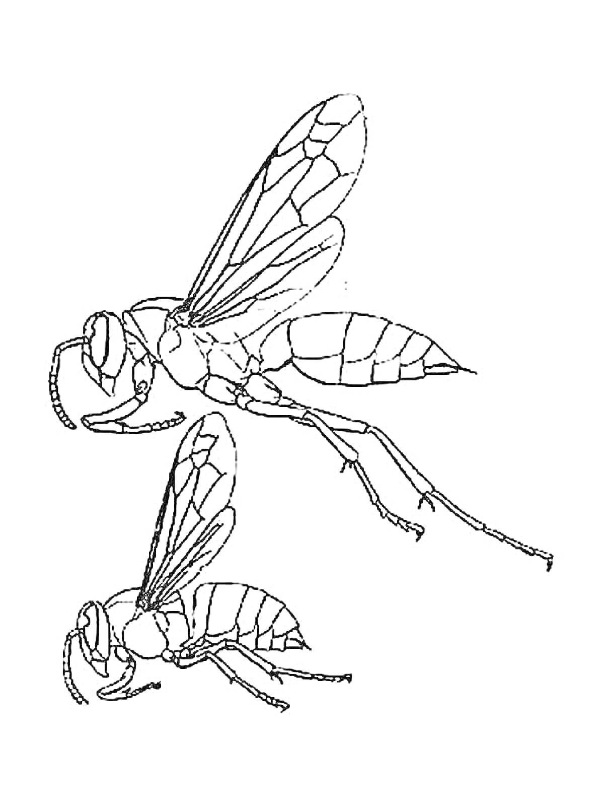 На раскраске изображено: Оса, Природа, Крылья, Жало, Арт, Контурные рисунки