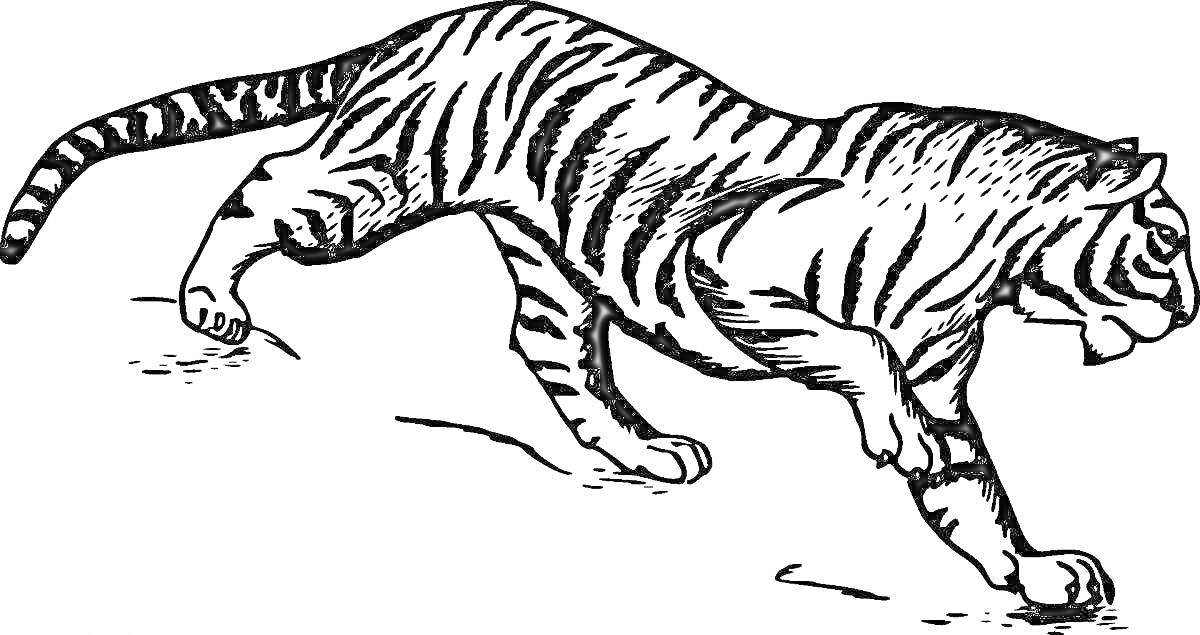 На раскраске изображено: Тигр, Животные, Полосы, Природа, Лес, Дикая природа, Хищники