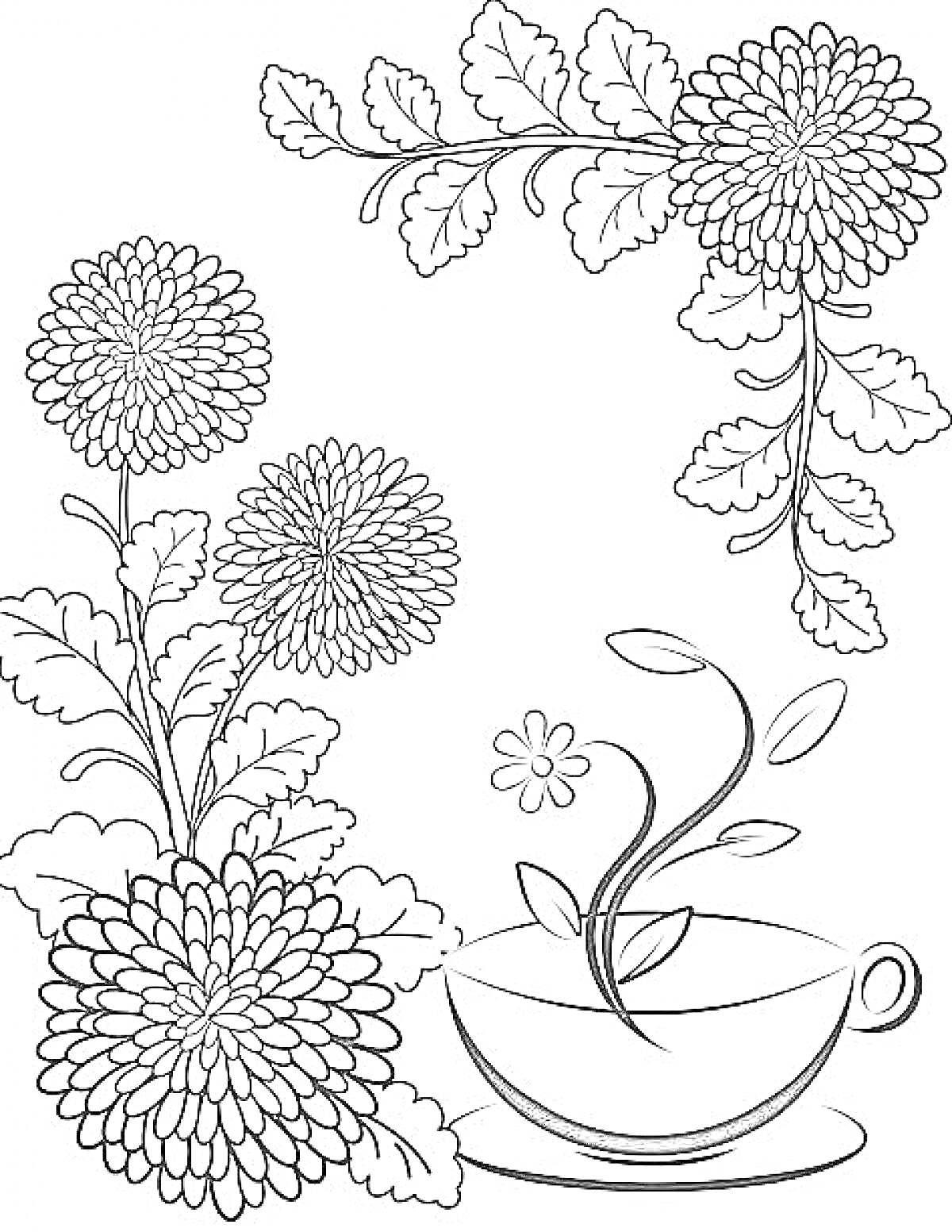 На раскраске изображено: Хризантема, Листья, Цветы, Линии, Контурные рисунки, Чашки