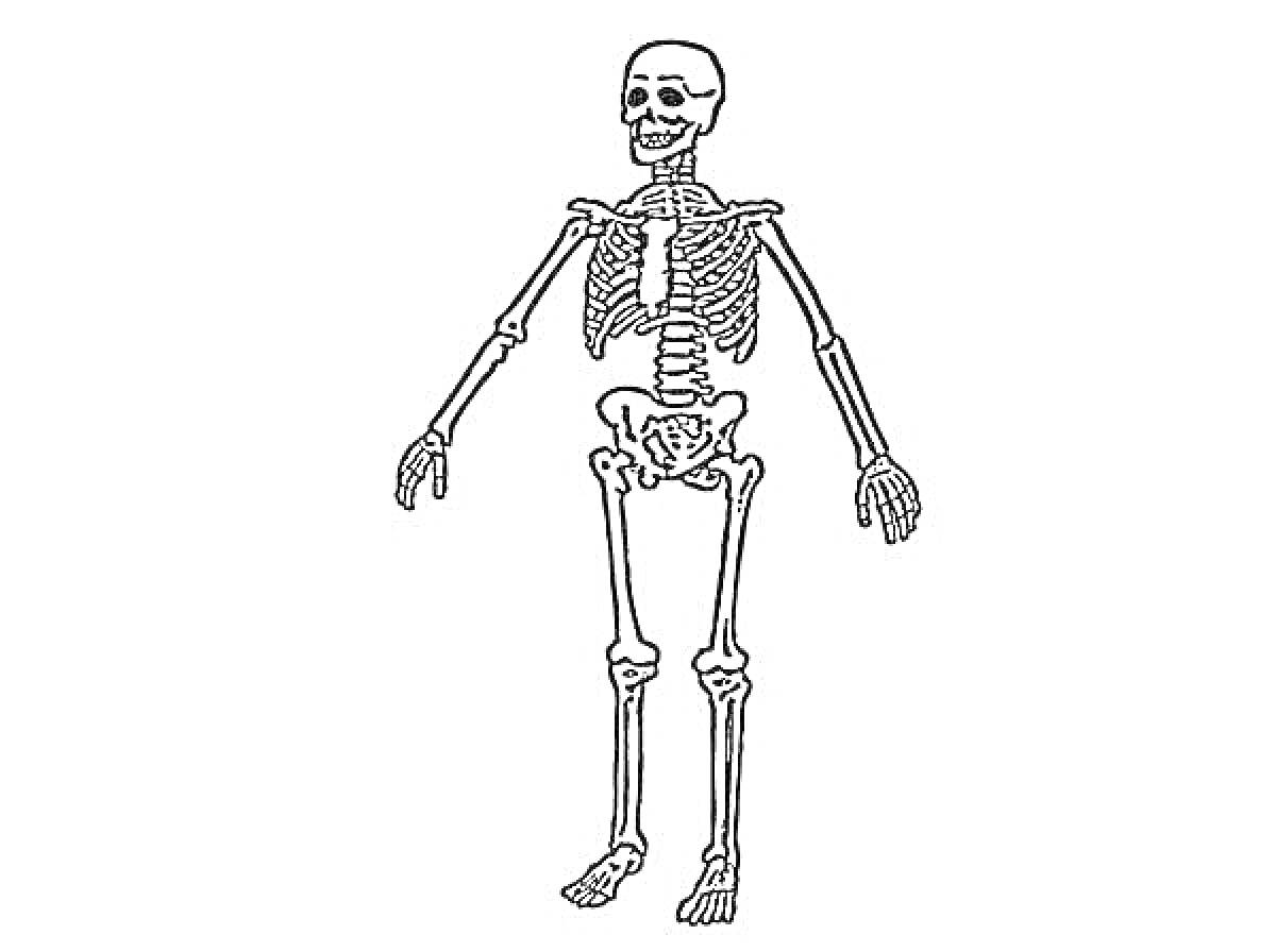Раскраска Скелет человека, включающий череп, грудную клетку, позвоночник, таз, кости рук и ног