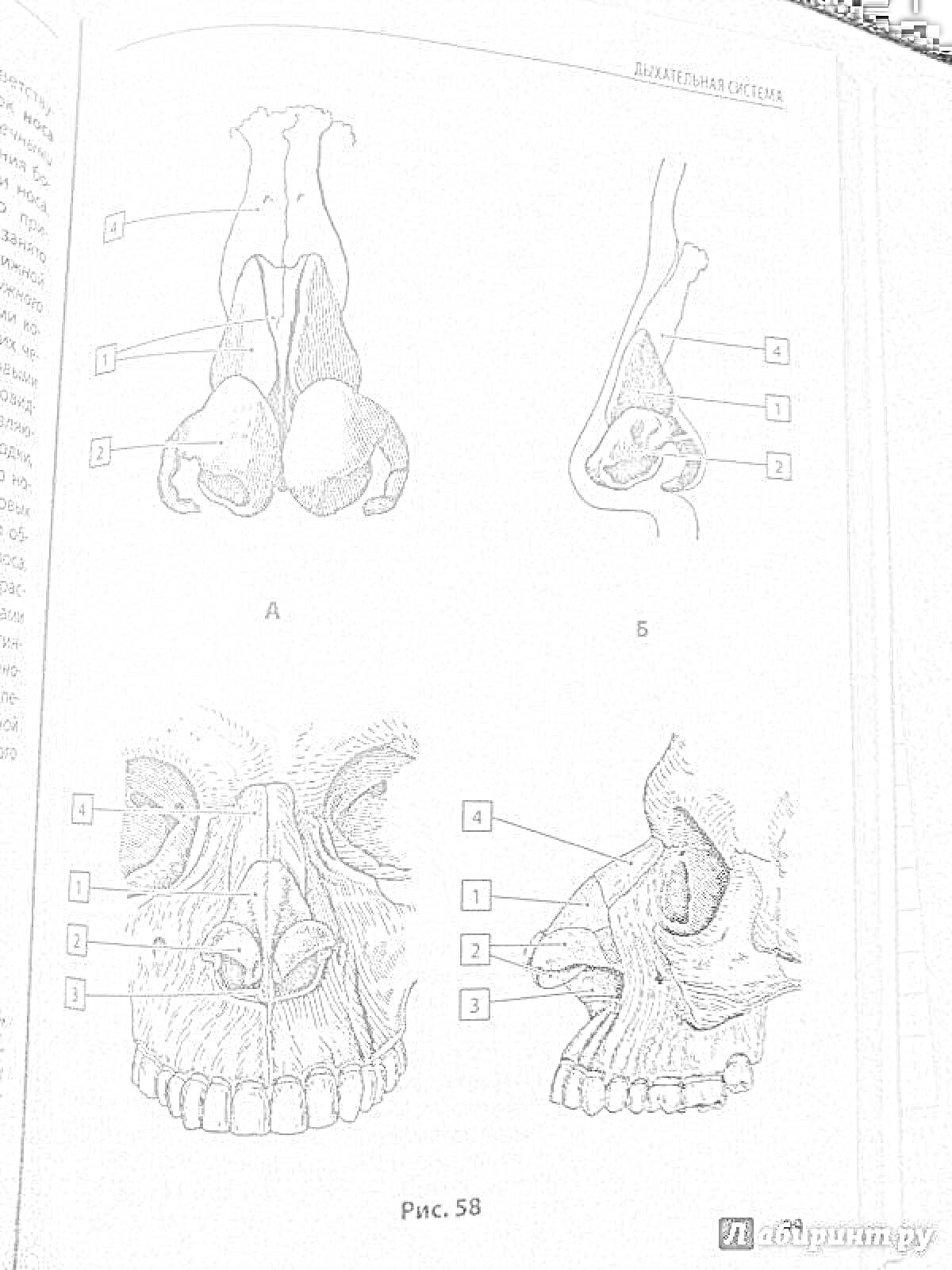Раскраска Анатомическое строение носовой полости человека с обозначением структур (нос, полость носа, синусы, хрящ, кости, перегородка)