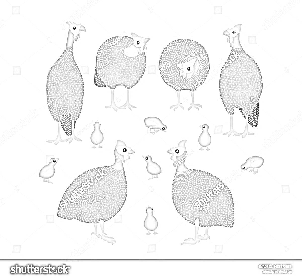 На раскраске изображено: Цесарка, Птица, Цыплята, Животные, Ферма, Иллюстрация