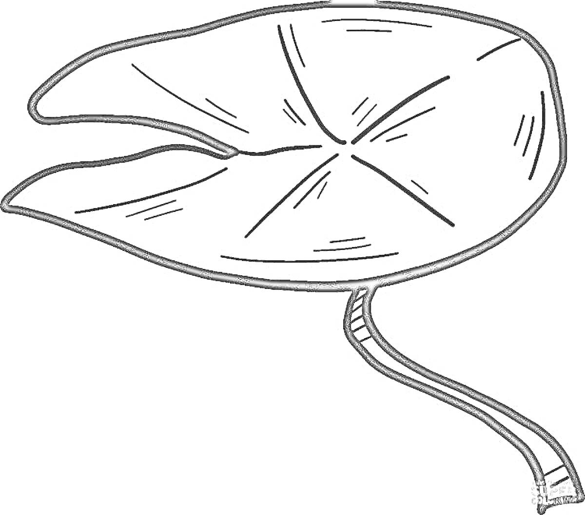 Раскраска Лист кувшинки с прожилками и стеблем для раскрашивания
