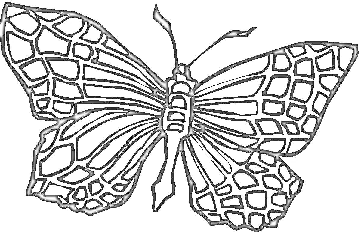 Раскраска Бабочка с узорчатыми крыльями