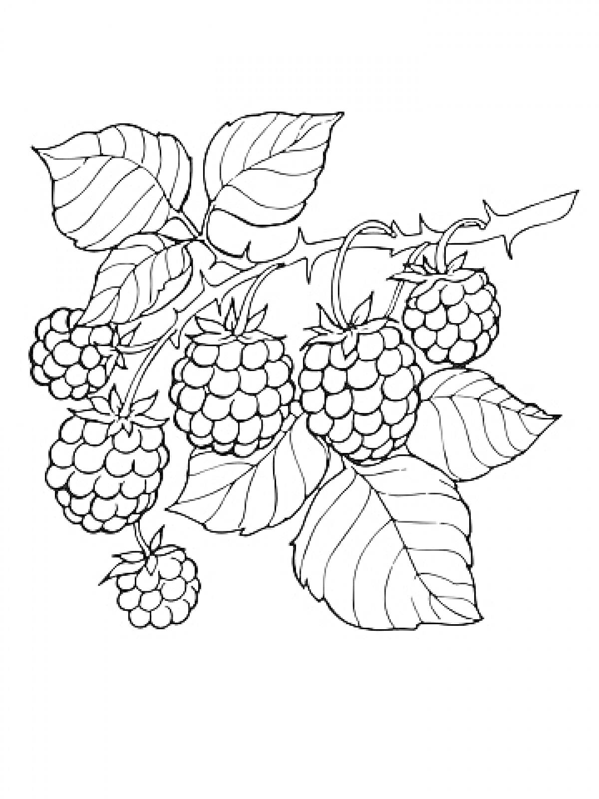 Веточка малины с ягодами и листьями