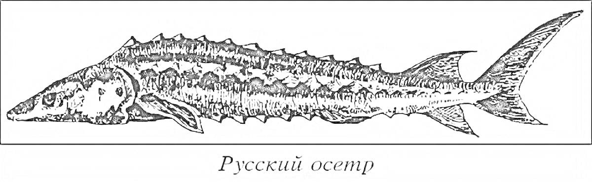 На раскраске изображено: Осетр, Рыба, Иллюстрация, Морская жизнь