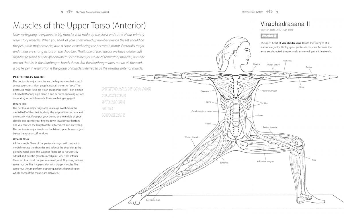 Раскраска Мышцы верхней части туловища (передний вид) в Вирабхадрасане II, включая следующие элементы:- Мышцы шеи - Трапециевидная мышца - Малая грудная мышца - Большая грудная мышца - Прямая мышца живота - Внешняя косая мышца живота - Портняжная мышца - Прямая м