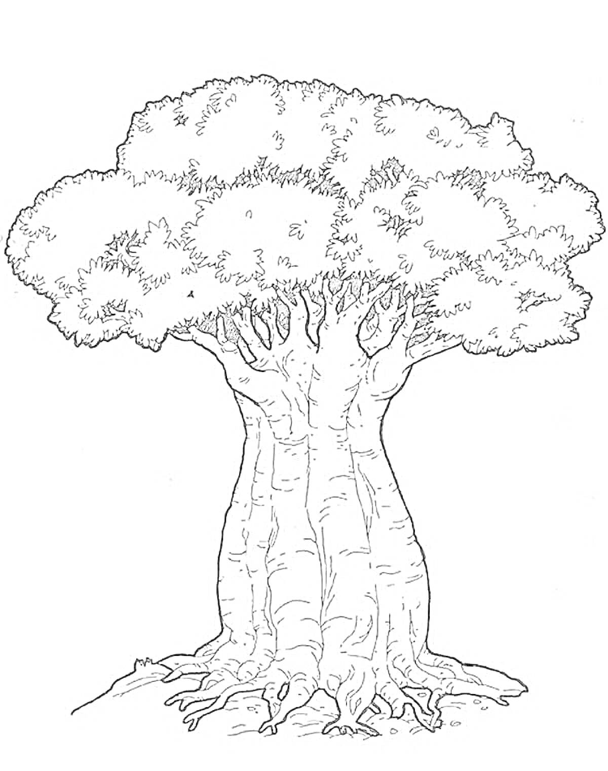 На раскраске изображено: Баобаб, Листья, Корни, Природа